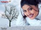 Sneha